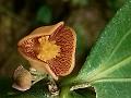 Ochre Bowl-Flower